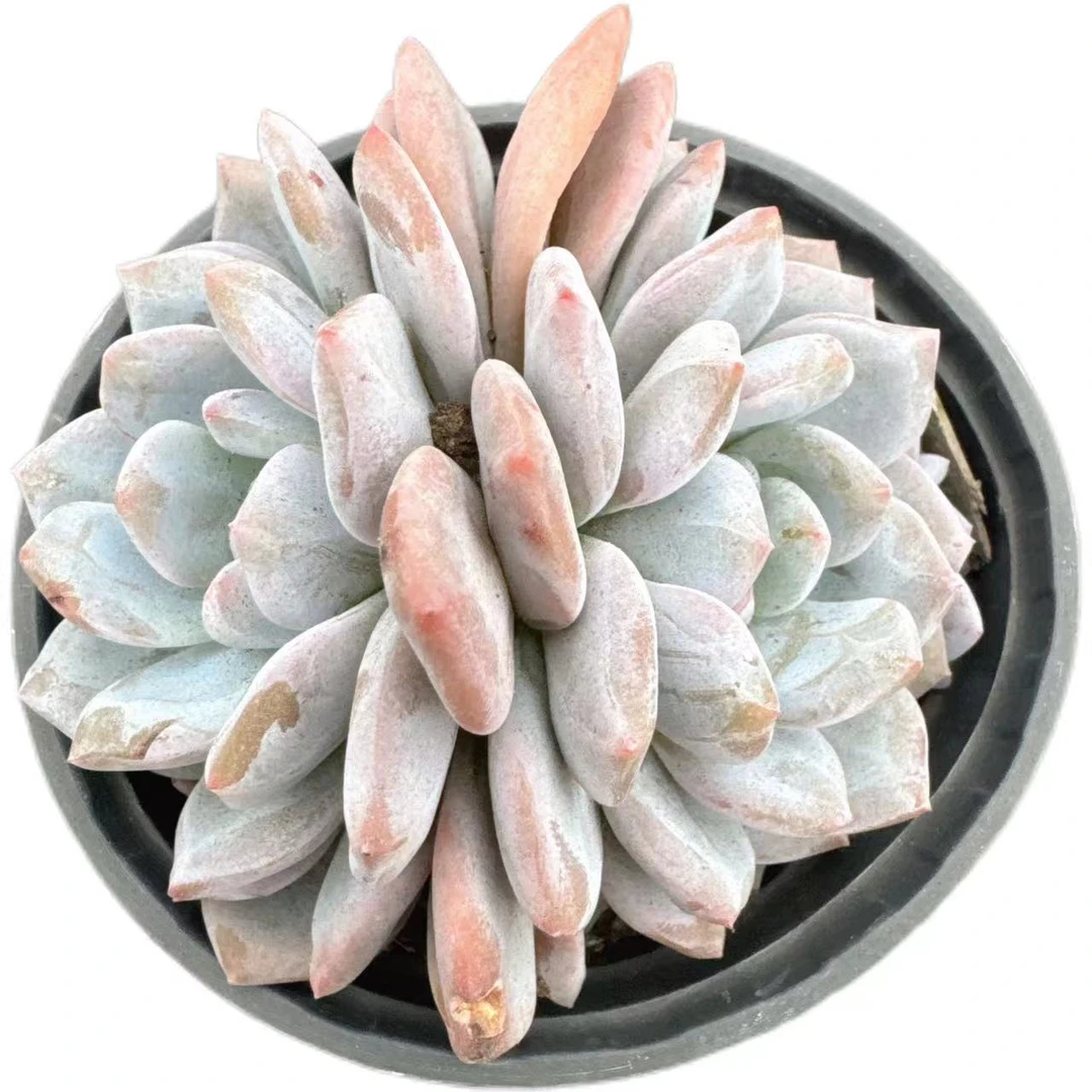 洋洋多肉（星影橙梦露） 满19包邮 以直播间展示为准 多肉植物