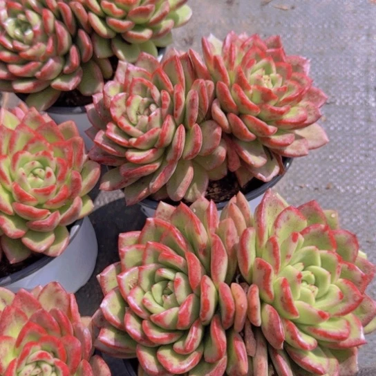 双头芬迪多肉带盆