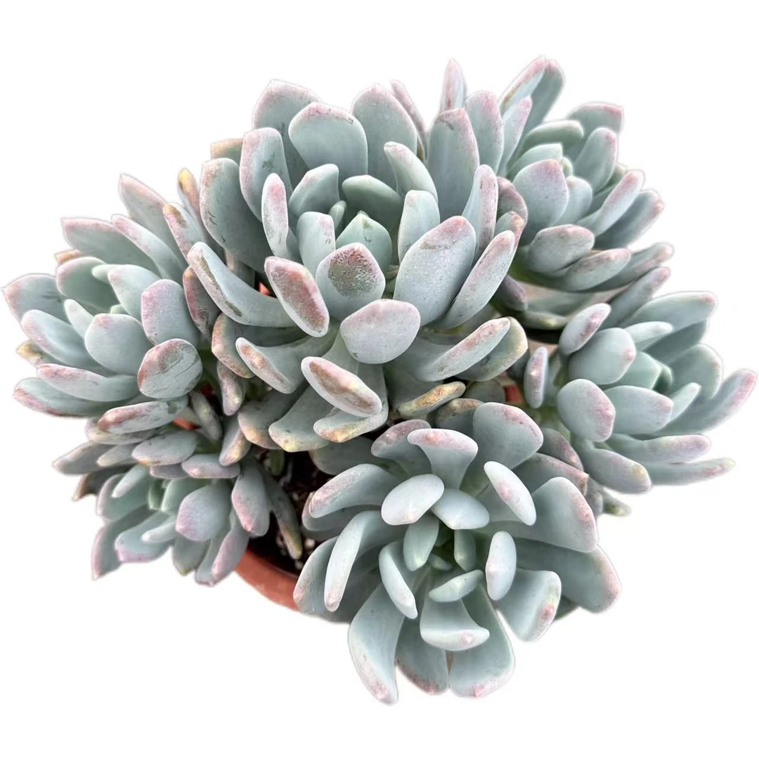 洋洋多肉（墨西哥美人）满19包邮 以直播间展示为准 多肉植物