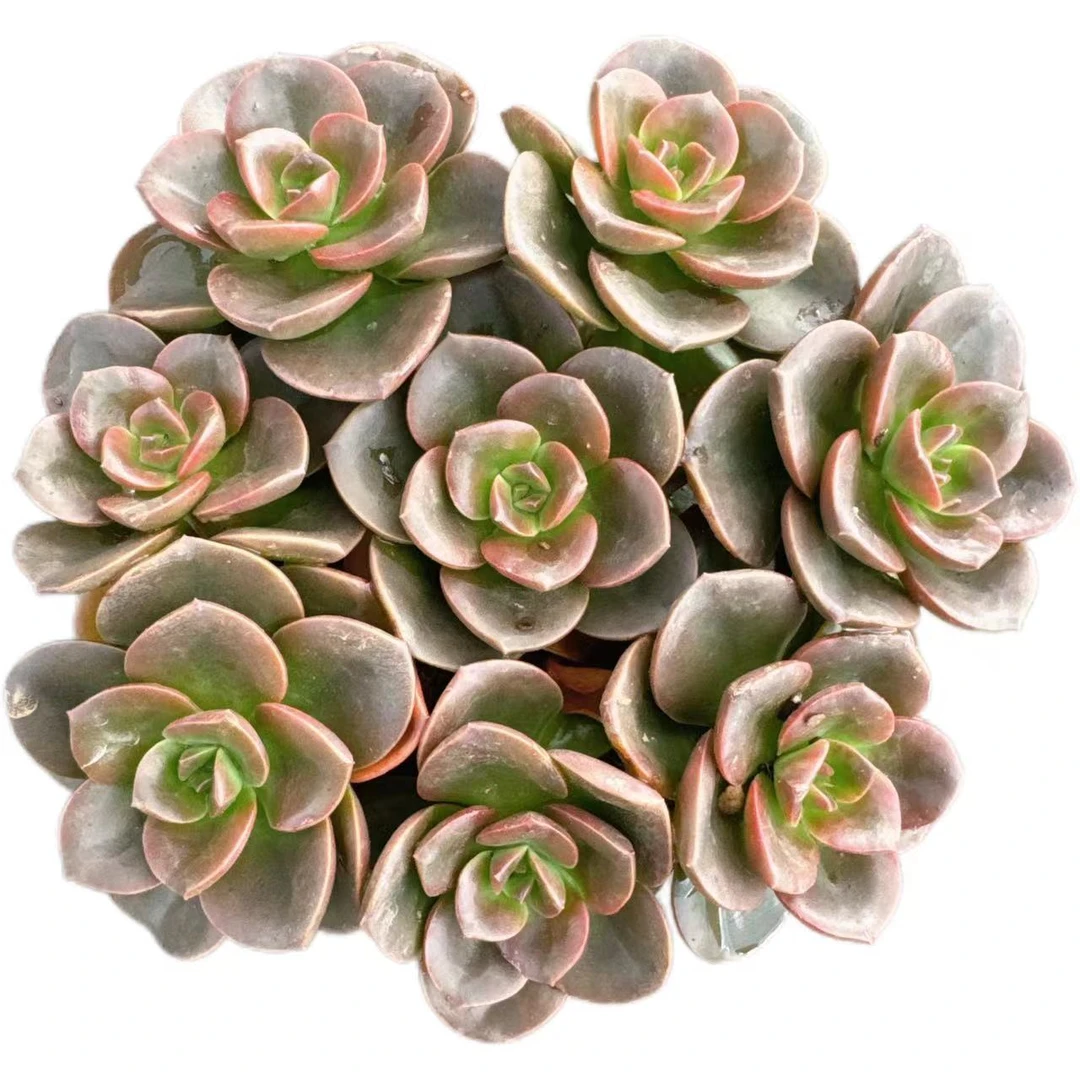 洋洋多肉（巧克力玫瑰带盆）满19包邮 多肉植物 云南基地直发