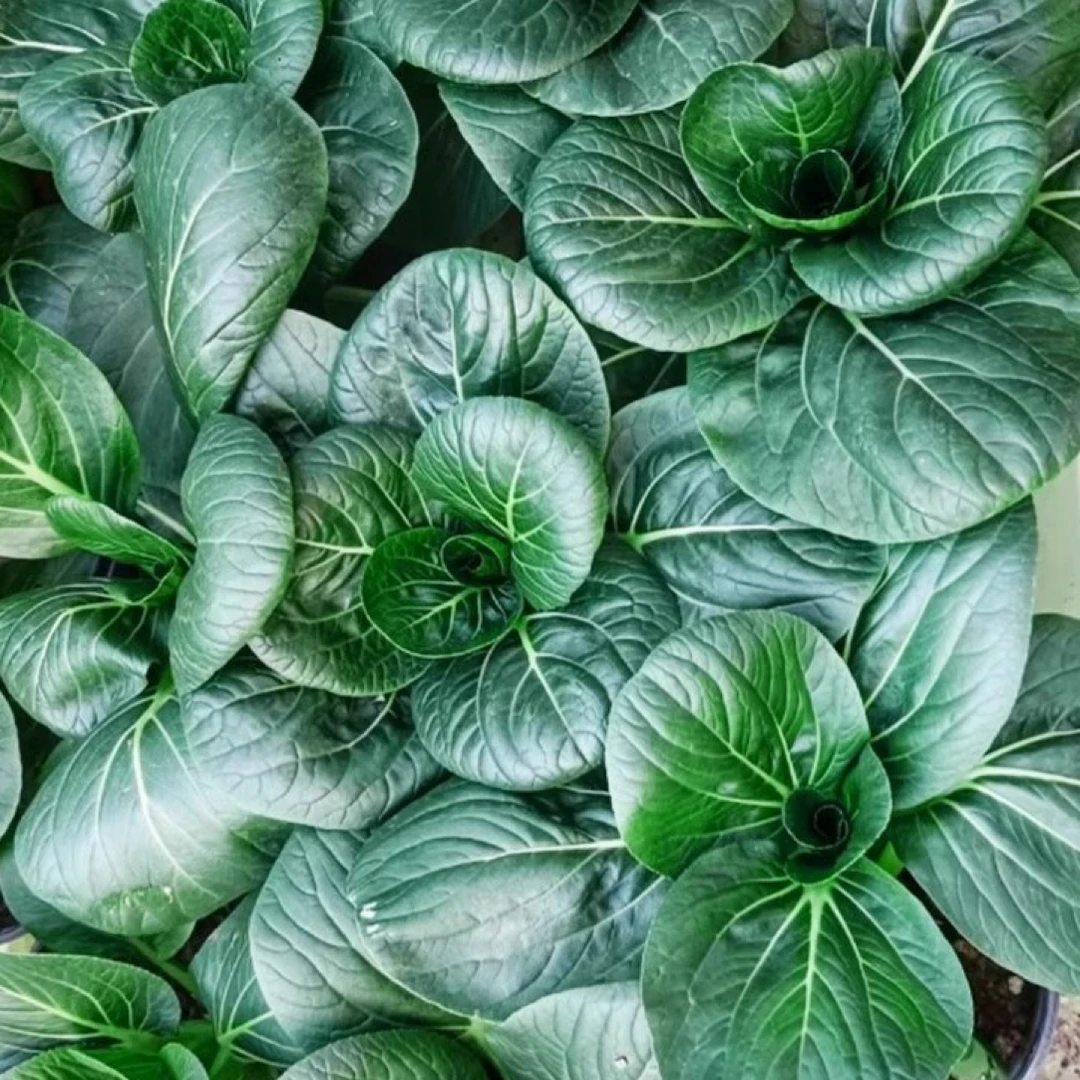 【满5包包邮】黑叶白菜蔬菜种孑矮脚黑叶大青菜种籽大全四季春季上