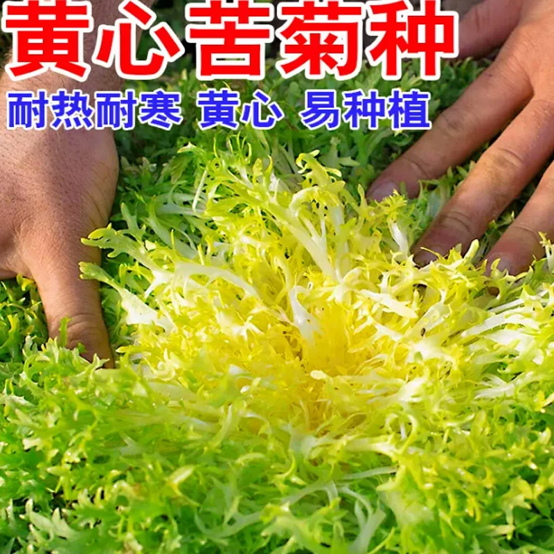 【满5包包邮】四季苦菊种子花叶苦菊菜籽种苦苣菜种籽秋季盆栽蔬