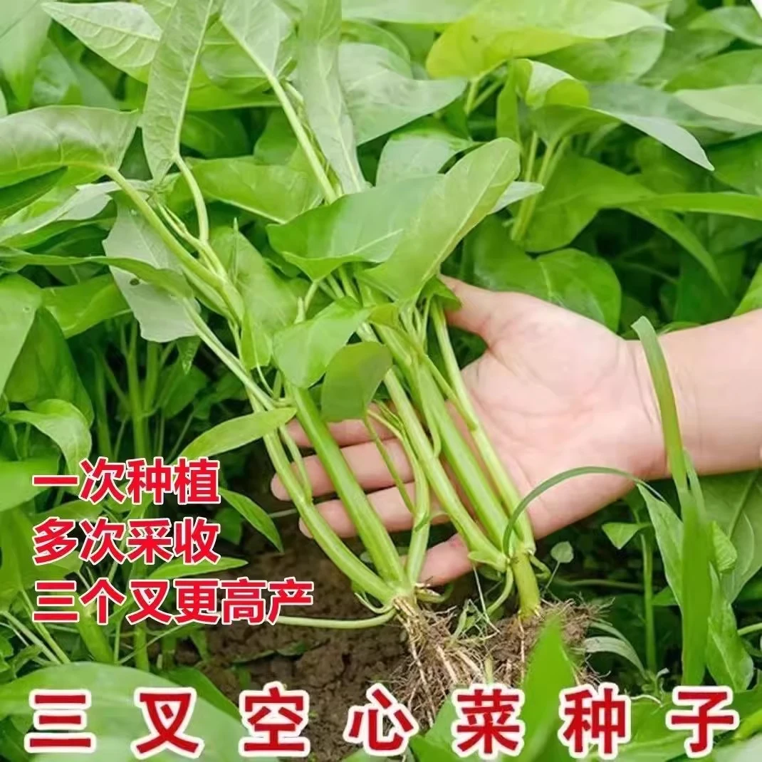 【满5包包邮】空心菜籽种种子大全四季菜苗菜籽蔬菜大叶空心菜种