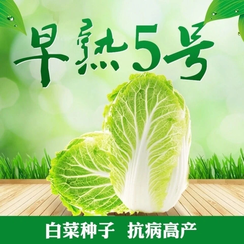 【满五包包邮】早熟五号白菜种子包心大白菜种籽蔬菜子好吃甜