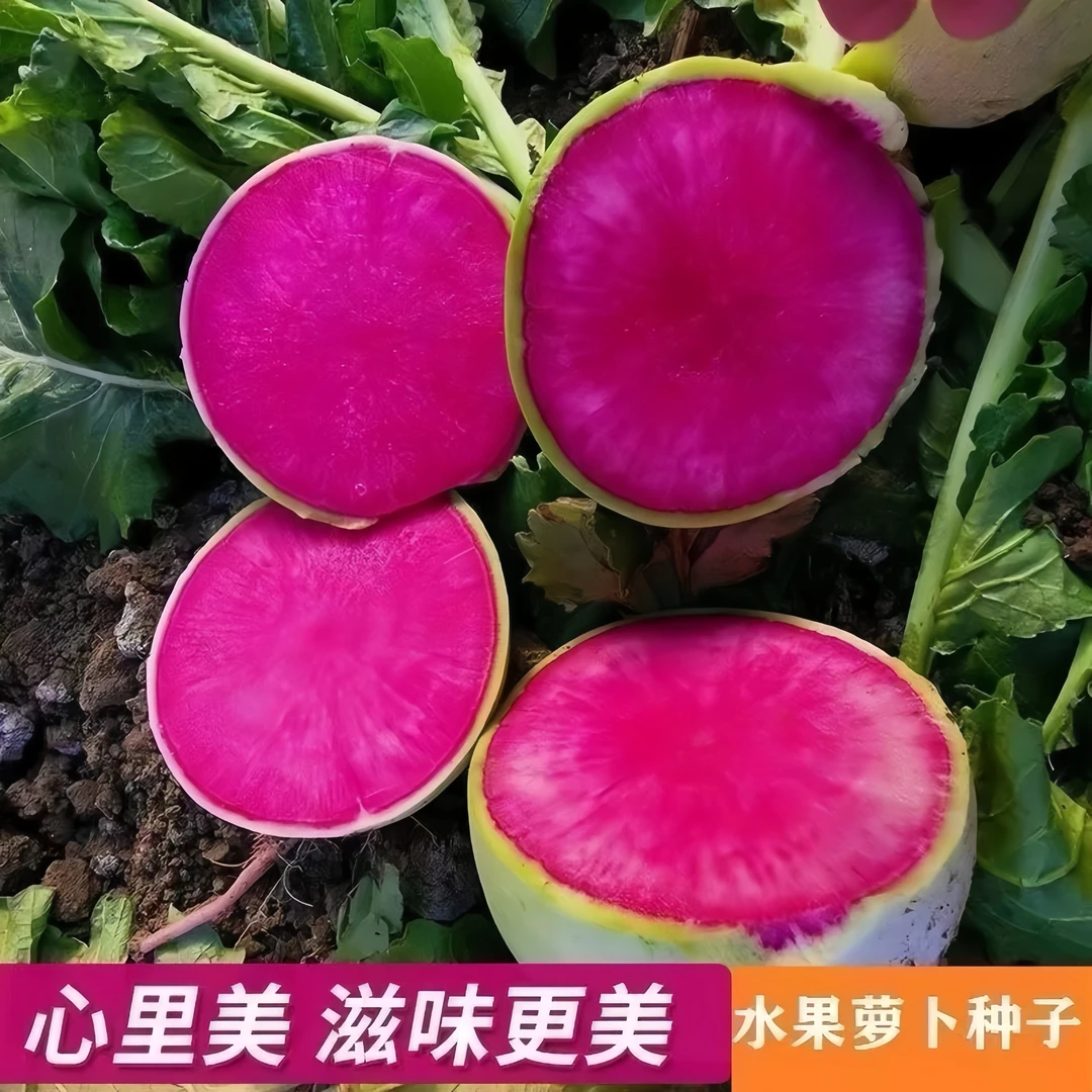 【满5包包邮】心里美萝卜种子满堂红水果红心四季秋季红肉萝卜籽