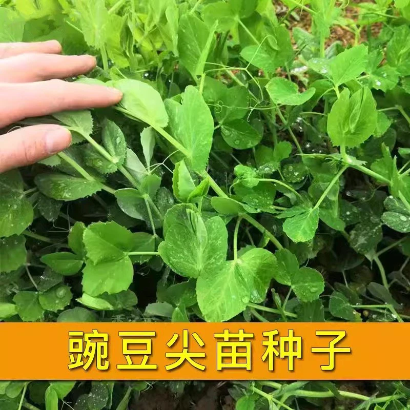 【满五包包邮】无须豌豆苗种子专吃芽苗菜农家蔬菜种籽易种好吃家庭