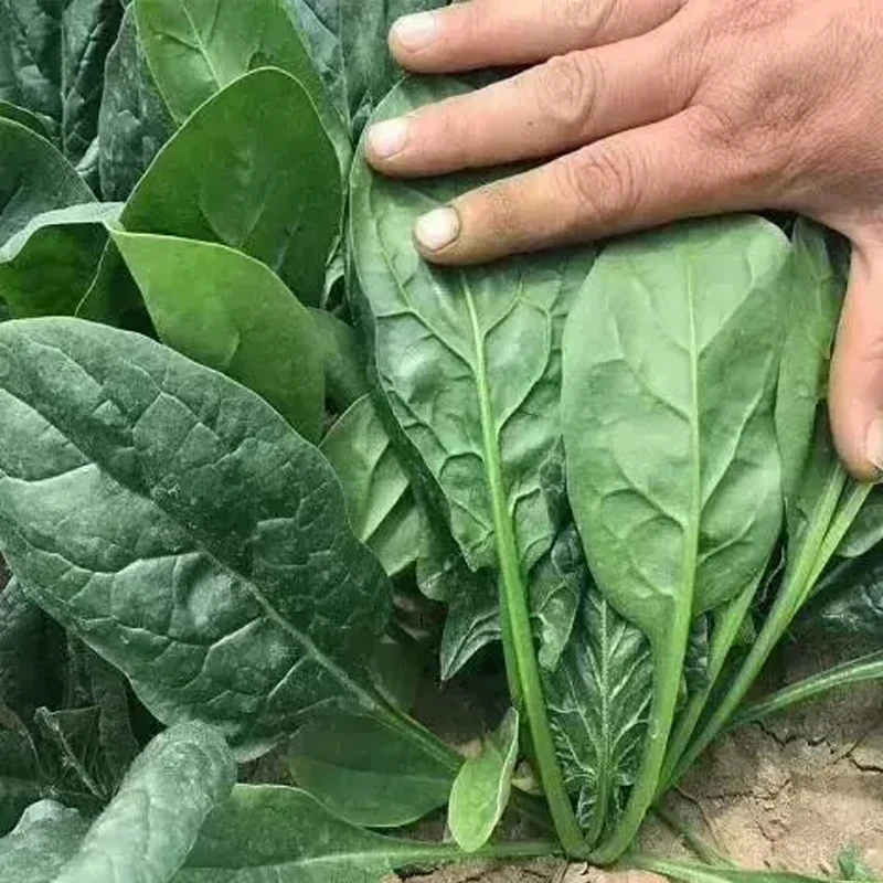 【满5包包邮】大叶菠菜种子四季蔬菜秋冬籽种阳台种籽抗热菜种盆