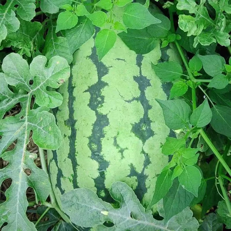 【满五包包邮】特大西农八号西瓜种子田园水果种孑