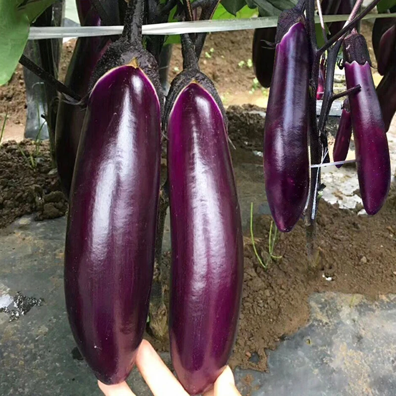 【满5包包邮】紫红长茄子种子茄子种子露天高产大棚春秋四季蔬菜