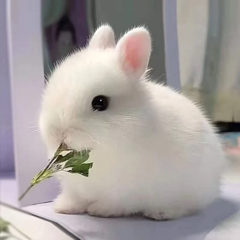 小兔子活物侏儒兔长不大迷你小型公主荷兰垂耳兔小白兔家养宠物兔