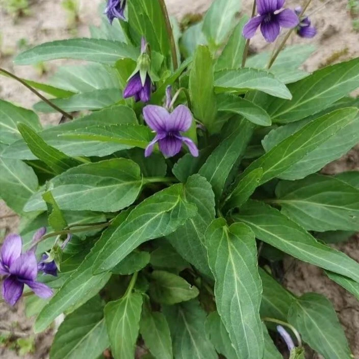 新鲜紫花地丁犁头草正品铧头草叶堇菜堇堇菜纯天然地丁草正宗草药