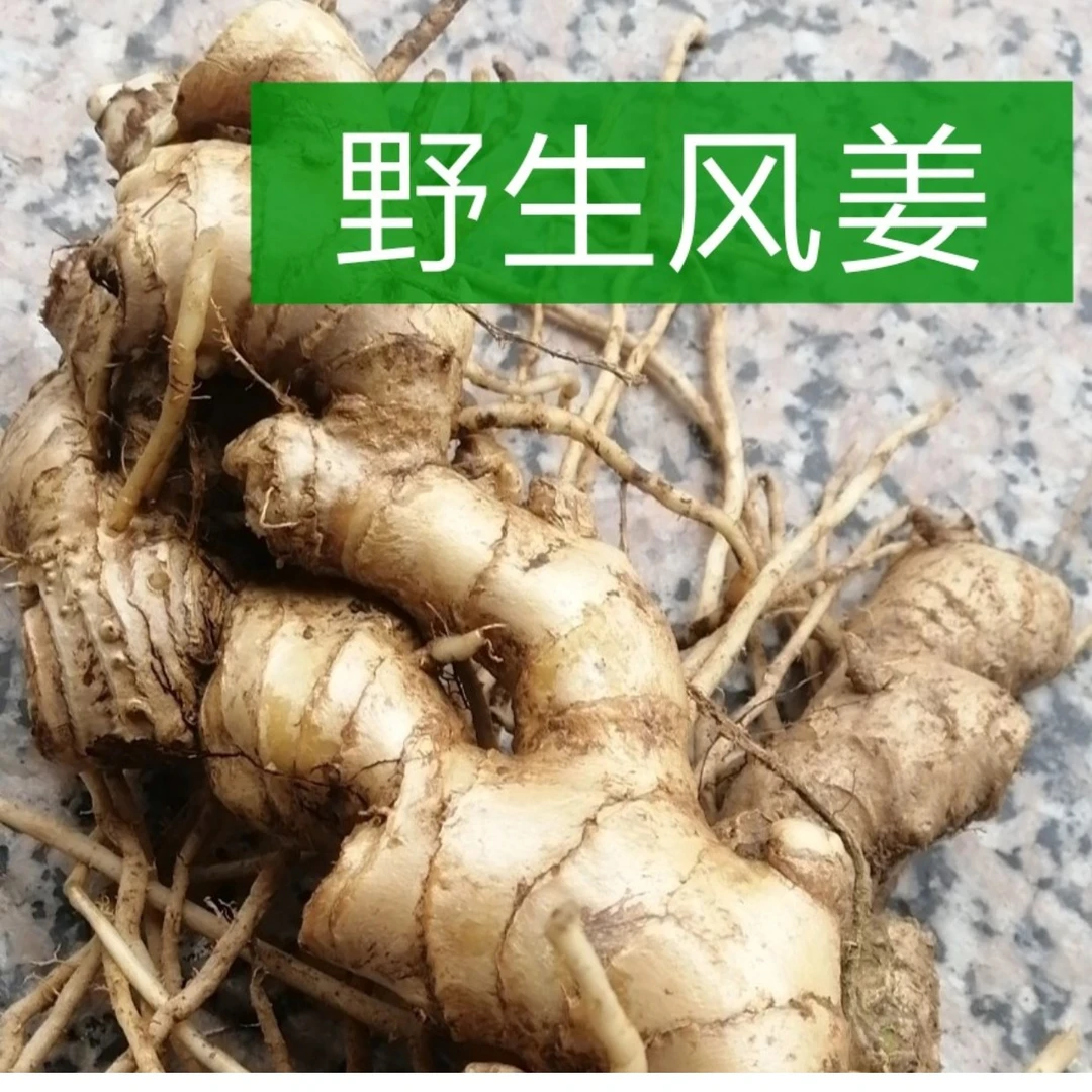 批发野生风姜红球姜自挖新鲜风姜月子姜大山野生姜现挖嫩姜现发