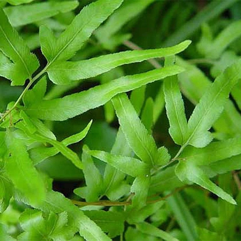 野生海金沙藤草海金沙草植物新鲜纯天然新鲜原生态海金沙海金沙