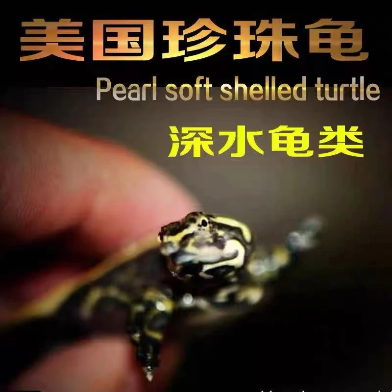 【深水小猪猪】珍珠鳖小鳖苗深水龟鱼缸混养小乌龟活物可爱猪猪包活