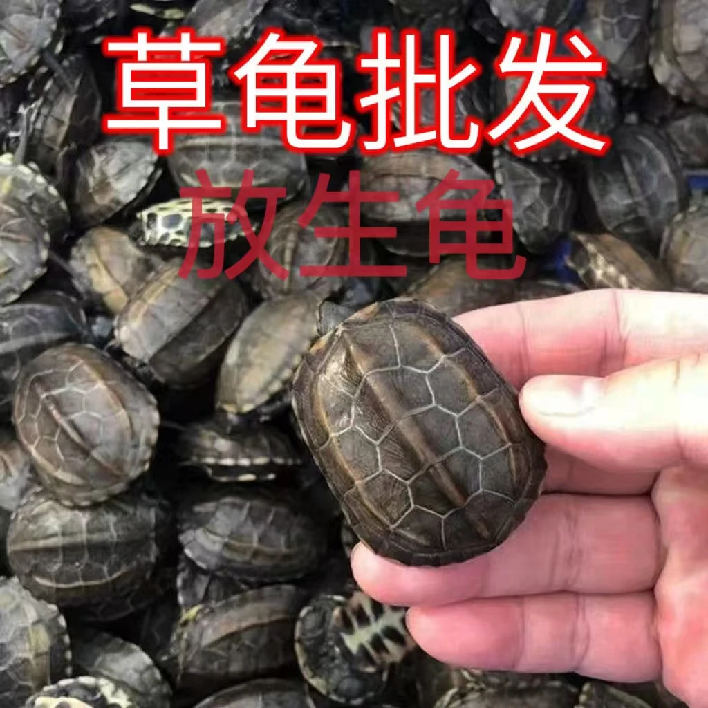 【中华龟】本地本土批发活体中华草龟外塘半乌龟活乌龟活体乌龟宠物