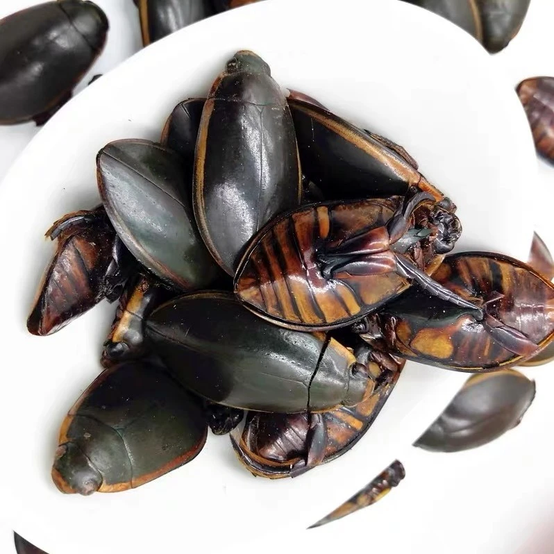 东北特产金边龙虱水田鳖水甲虫水鳖速冻发货冷链新鲜食用可泡酒