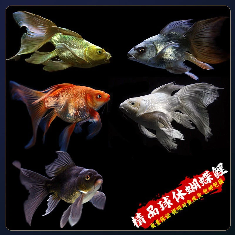 蝴蝶鲤鱼纯种短身球体锦鲤长尾观赏鱼苗冷水观赏鱼（改价链接）