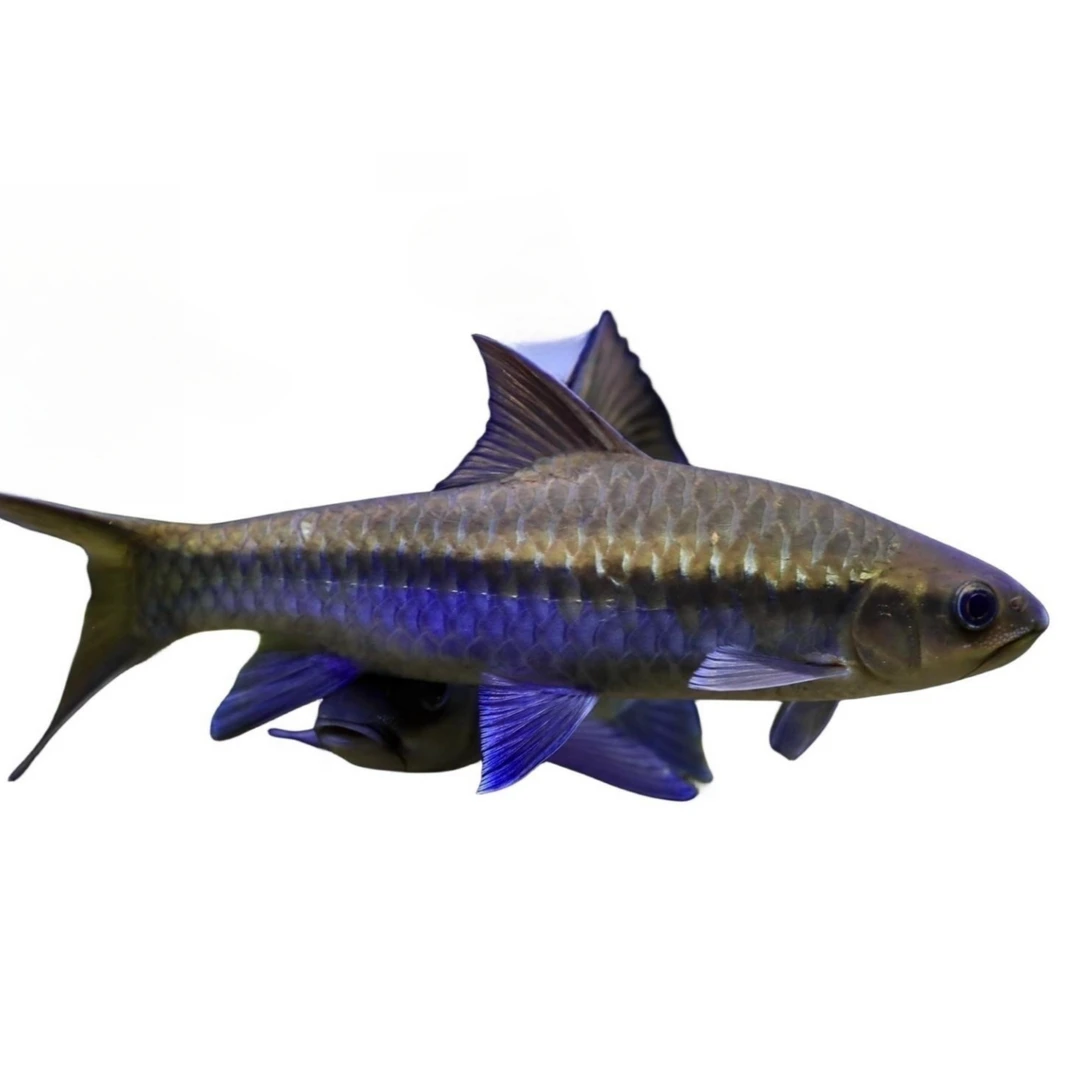 通用链接清水河保山蓝吉罗洪崩河异口蓝吉罗