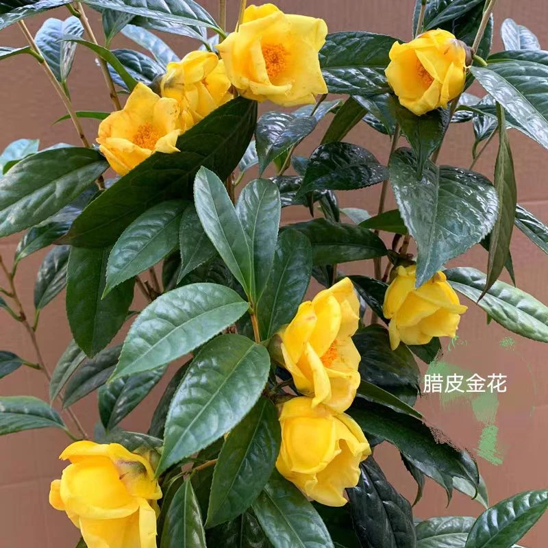 金花茶精品树苗盆栽阳台花卉室内庭院冬季开花稀有品种