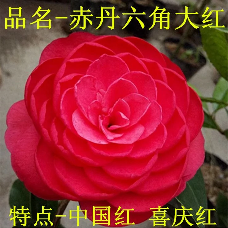 大红赤丹六角大红茶花盆栽中国红喜庆室内外福建四季茶花树苗包邮