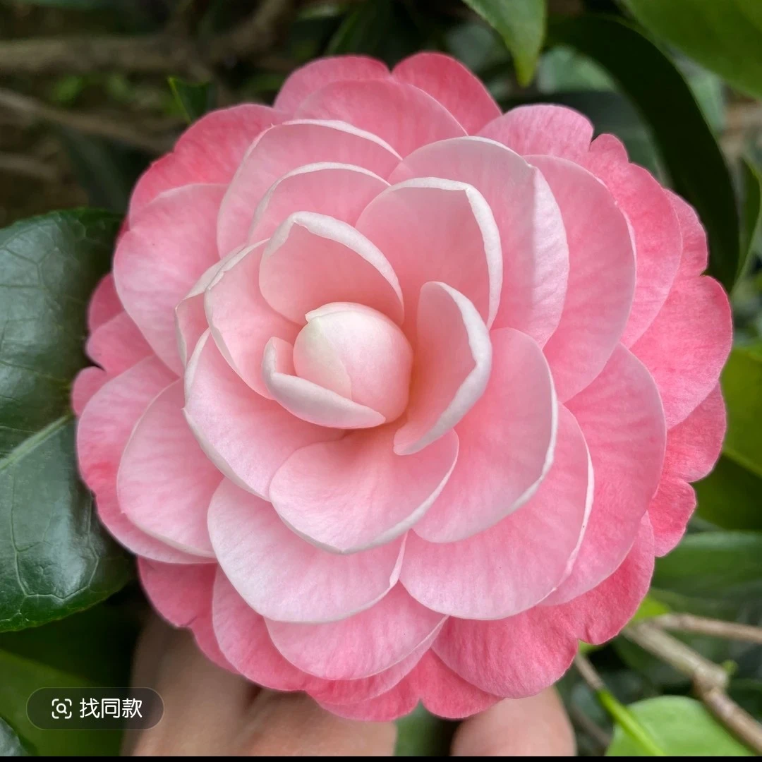 美人艳茶花，也叫牛西奥雕石树苗盆栽带苞阳台庭院室内绿植花卉