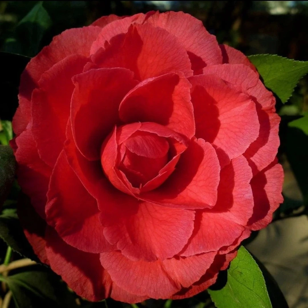 山茶花-大海伦&红海伦-多形多样(大花型）