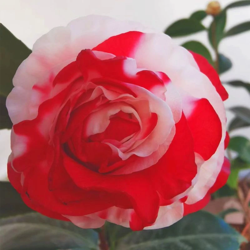 吉普赛女郎玫瑰山茶花苗室内外茶花盆栽花卉福建龙岩稀有品种绿植