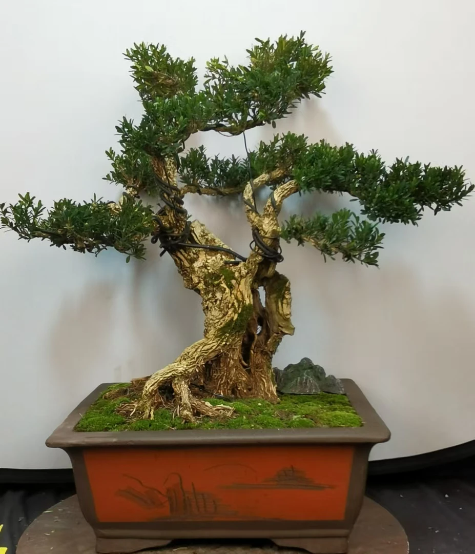 四季常青不落叶邹皮雀舌小叶黄杨榕树一物一景直播间盆景一物一拍