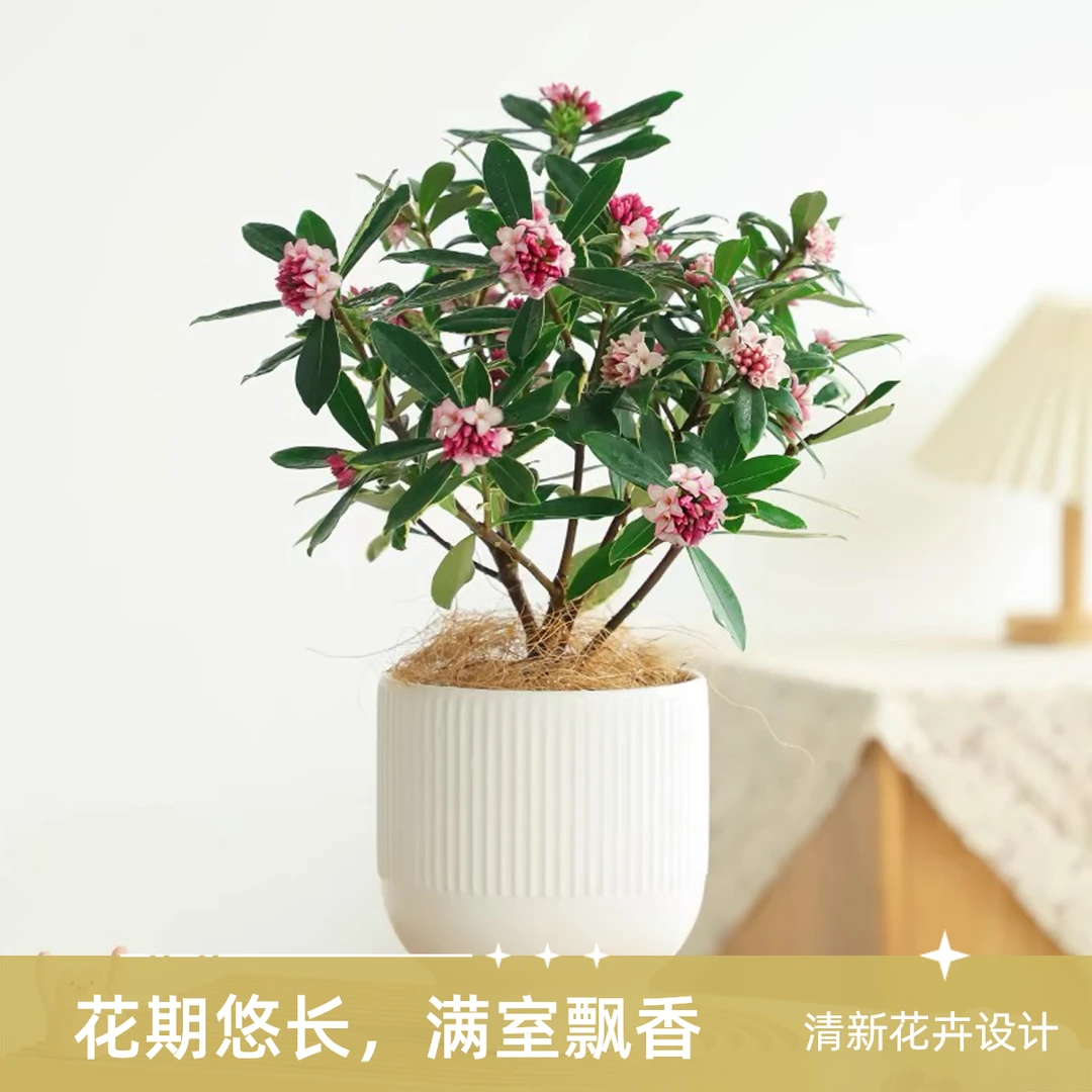 浓香型金边瑞香耐寒花卉老桩植物室内带花盆栽绿植阳台千里香