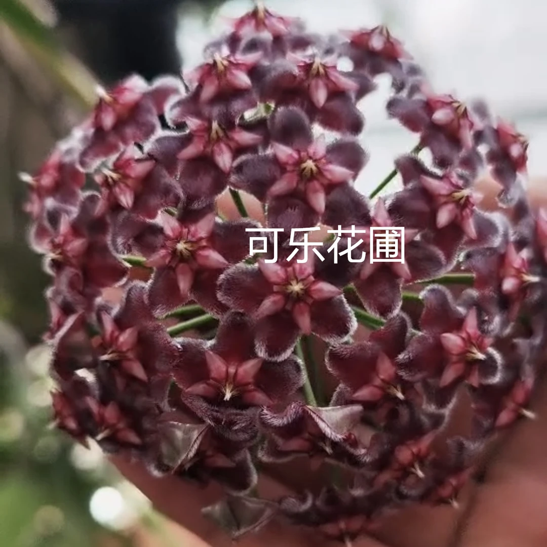 黑龙球兰开花大花球爬藤