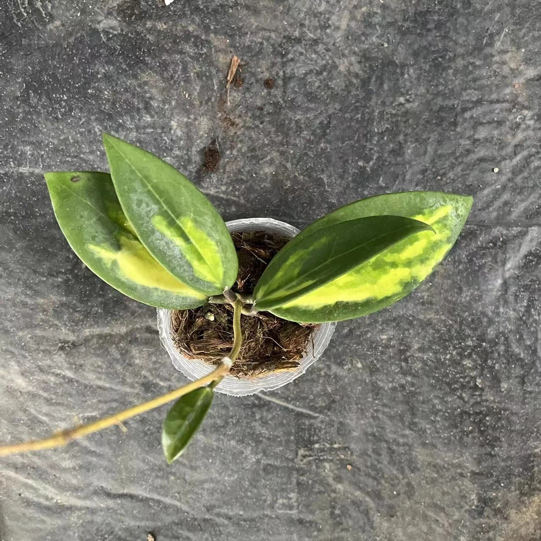 羊脂玉内锦外锦小苗阳台客厅爬藤盆栽花卉