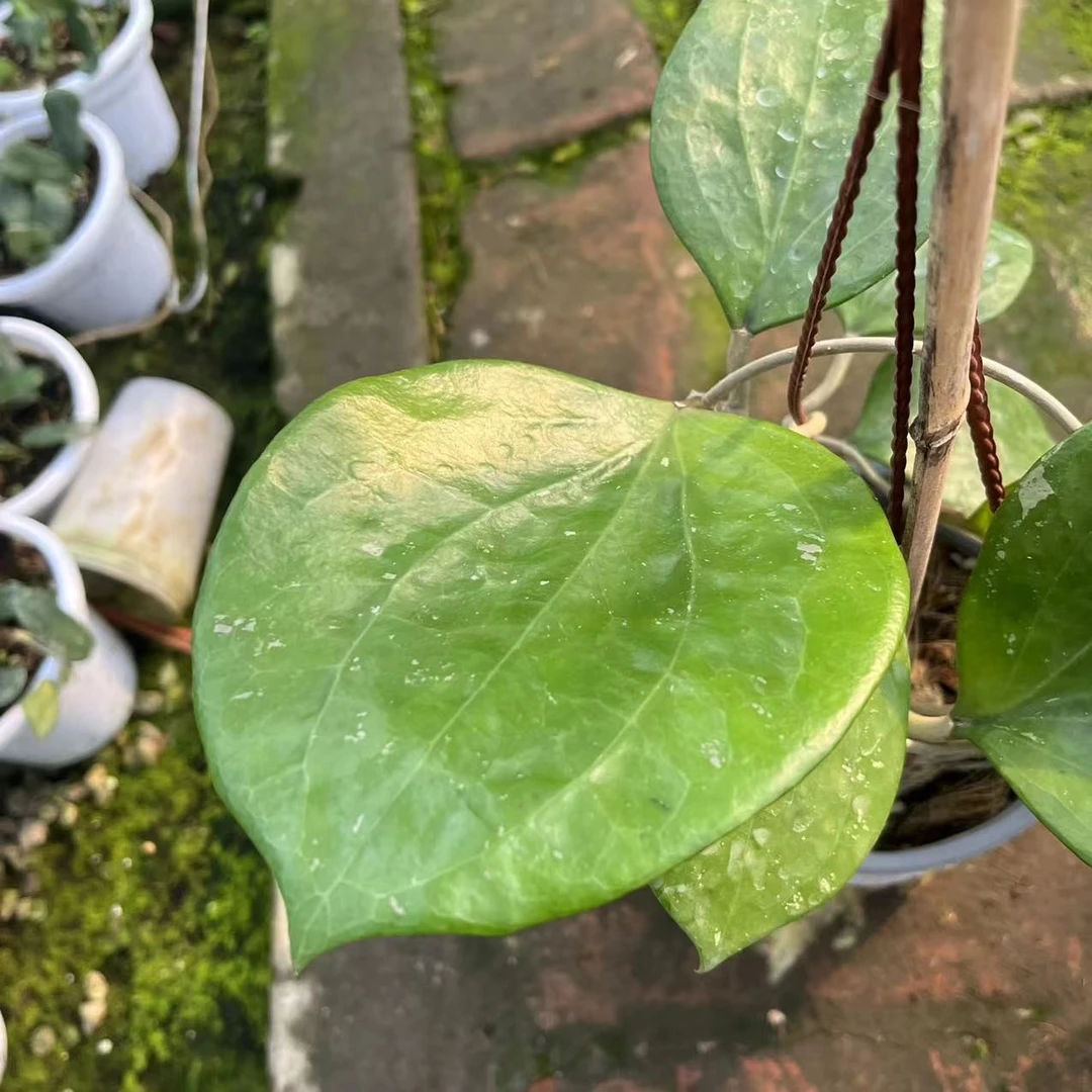 巴莱安球兰大叶爬藤阳台趣味开花黄色