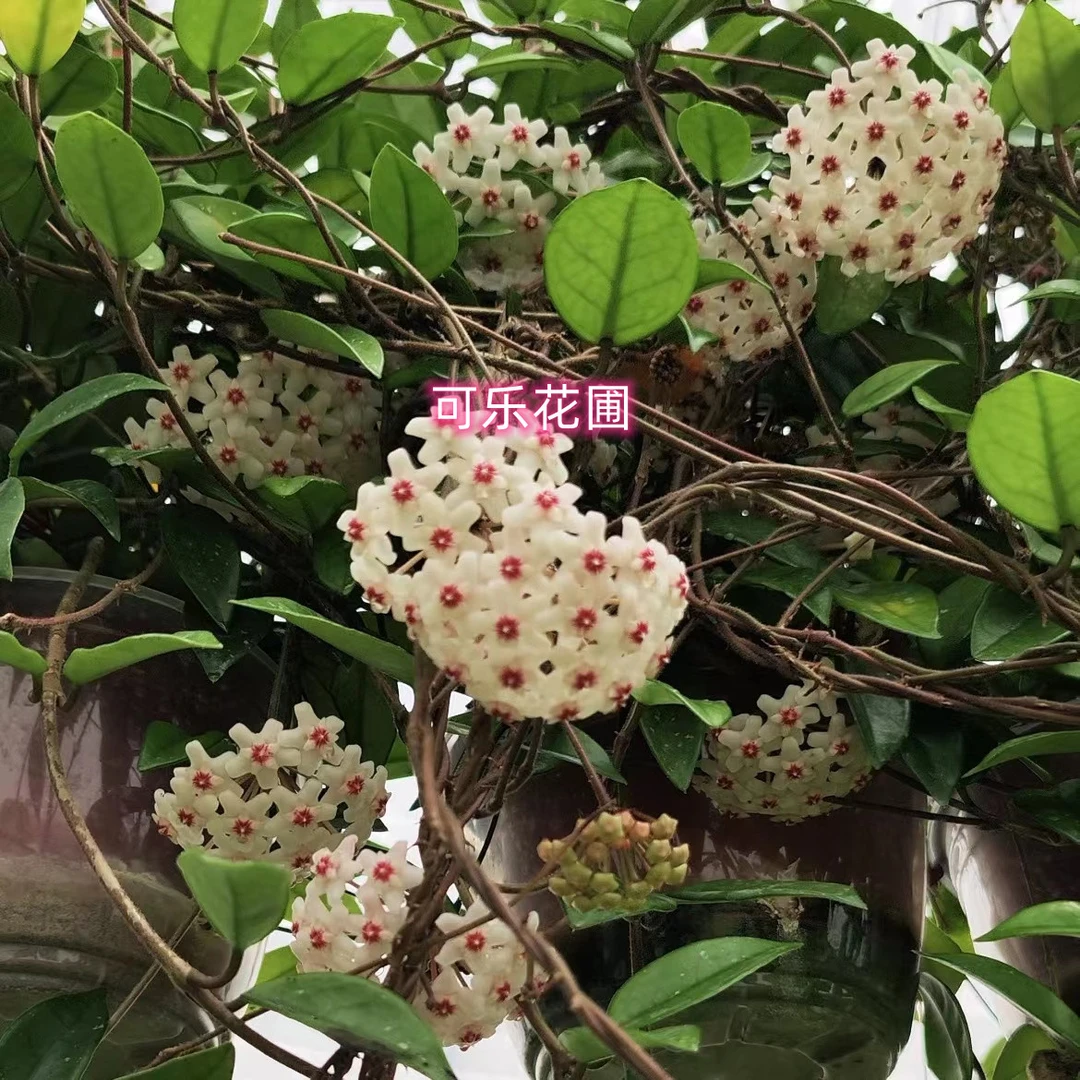陈与花园银斑球兰大苗带花梗阳台客厅趣味美观