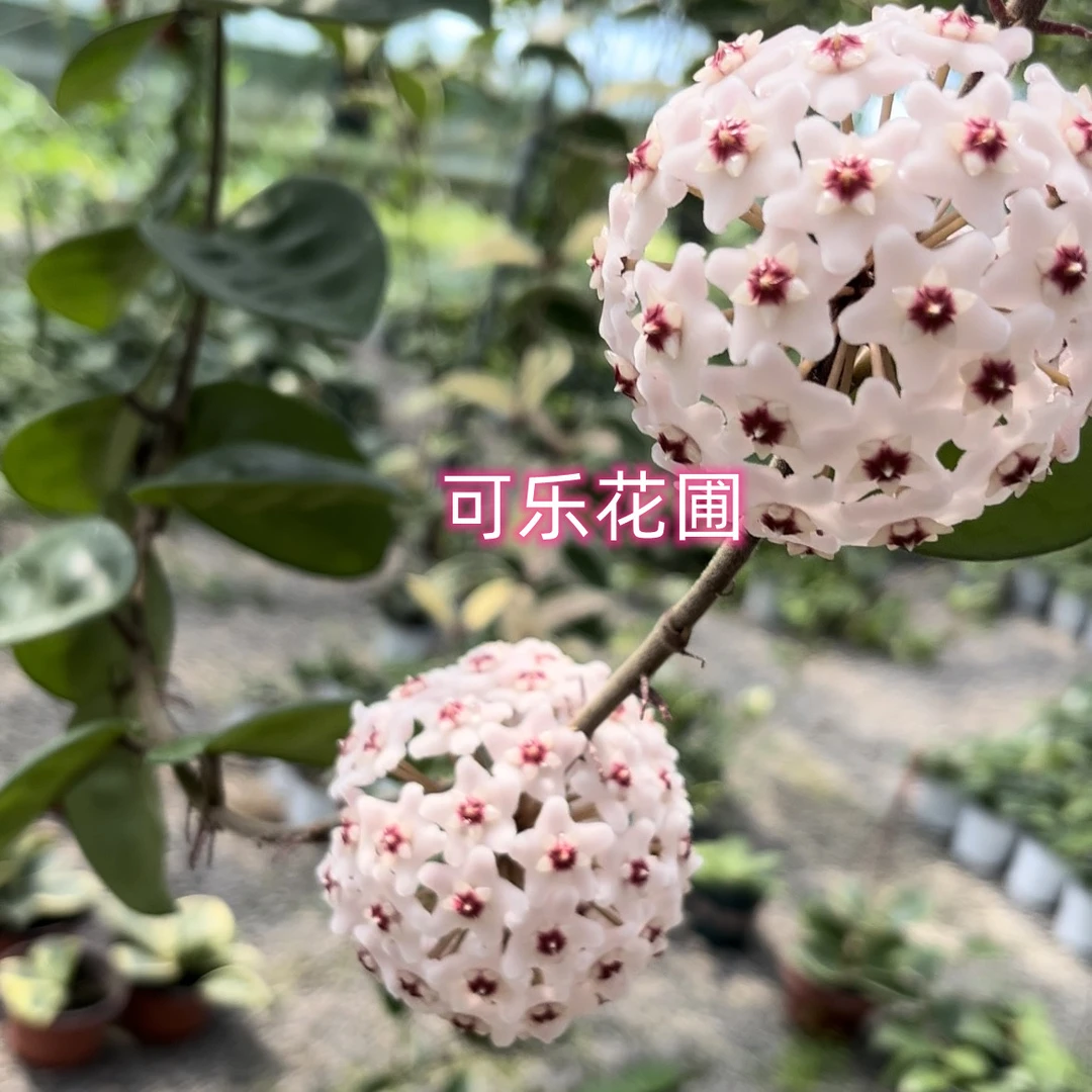 克林顿圆叶球兰大花型勤花垂吊爬藤品种趣味
