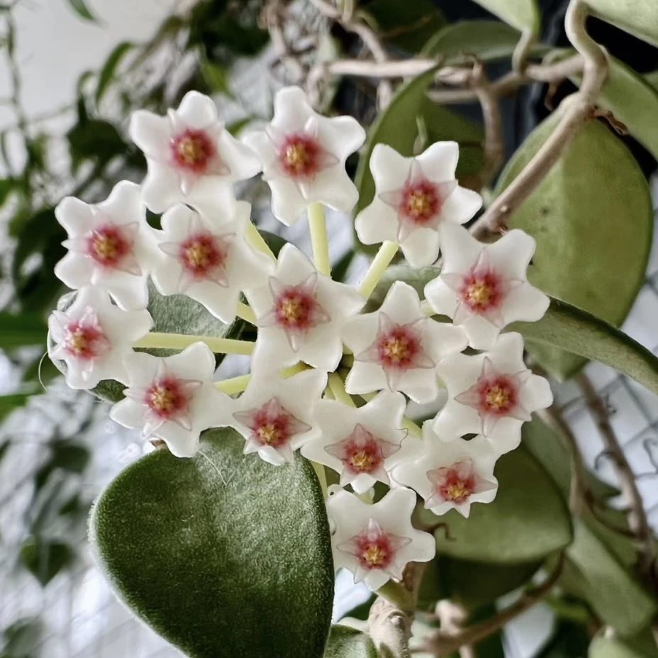 钱叶球兰花毛茛大苗开花奇香白色盆栽垂吊植物种植花卉室内盆栽