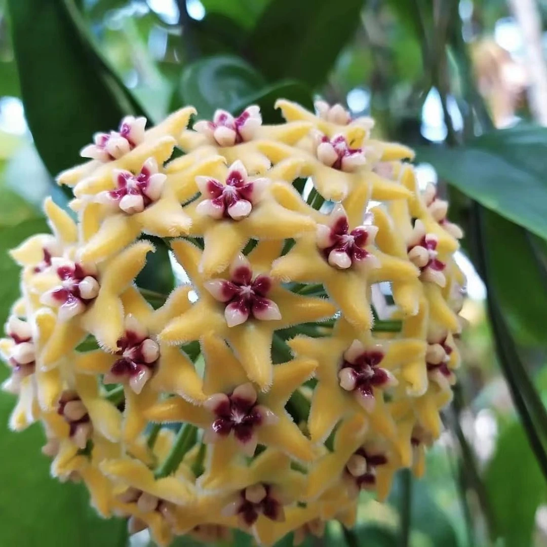 海尔孔球兰爬藤花卉