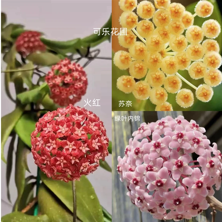 球兰爬藤垂吊随机一盆