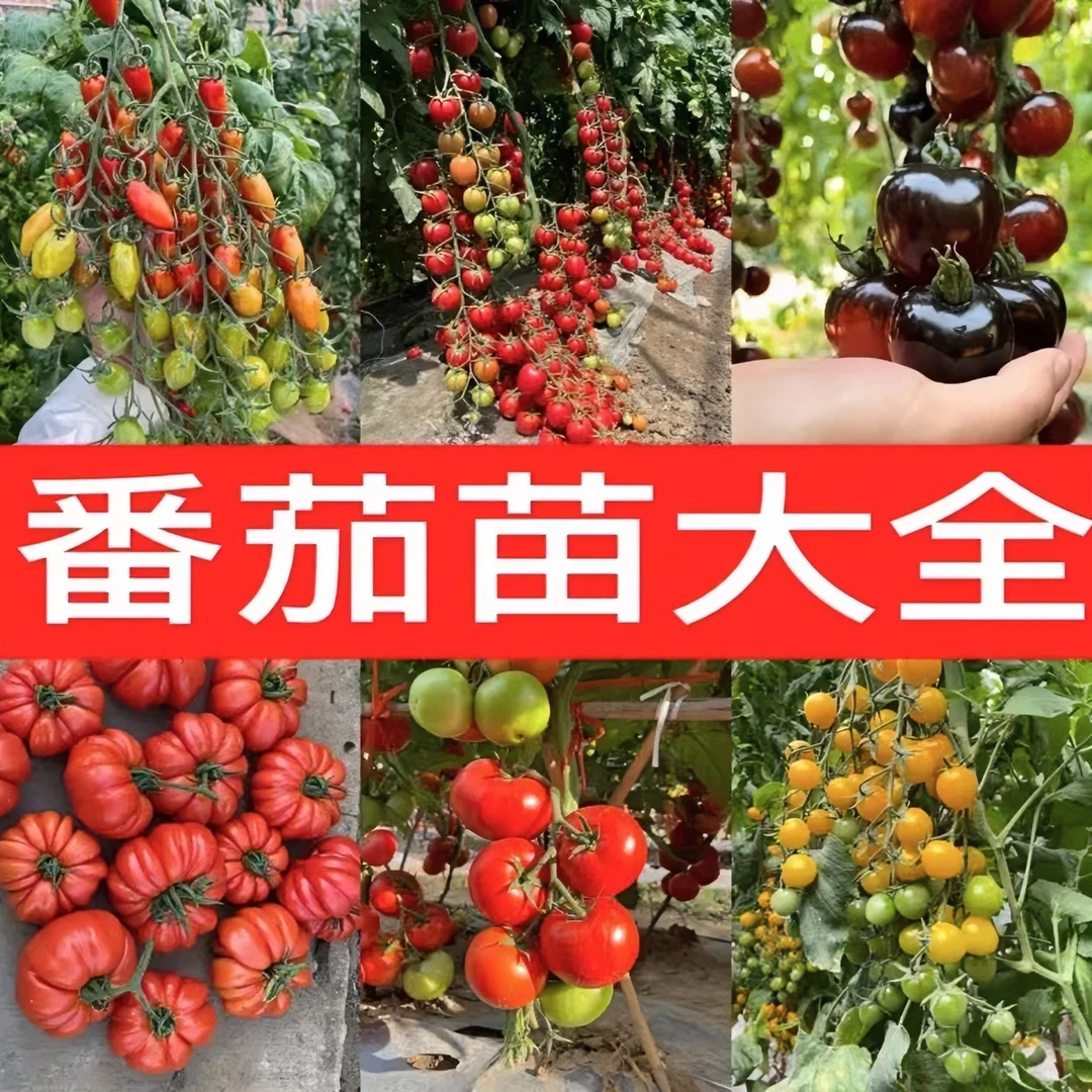 寿光【番茄苗】多品种番茄西红柿苗大粉黑番茄苗瀑布千禧番茄苗