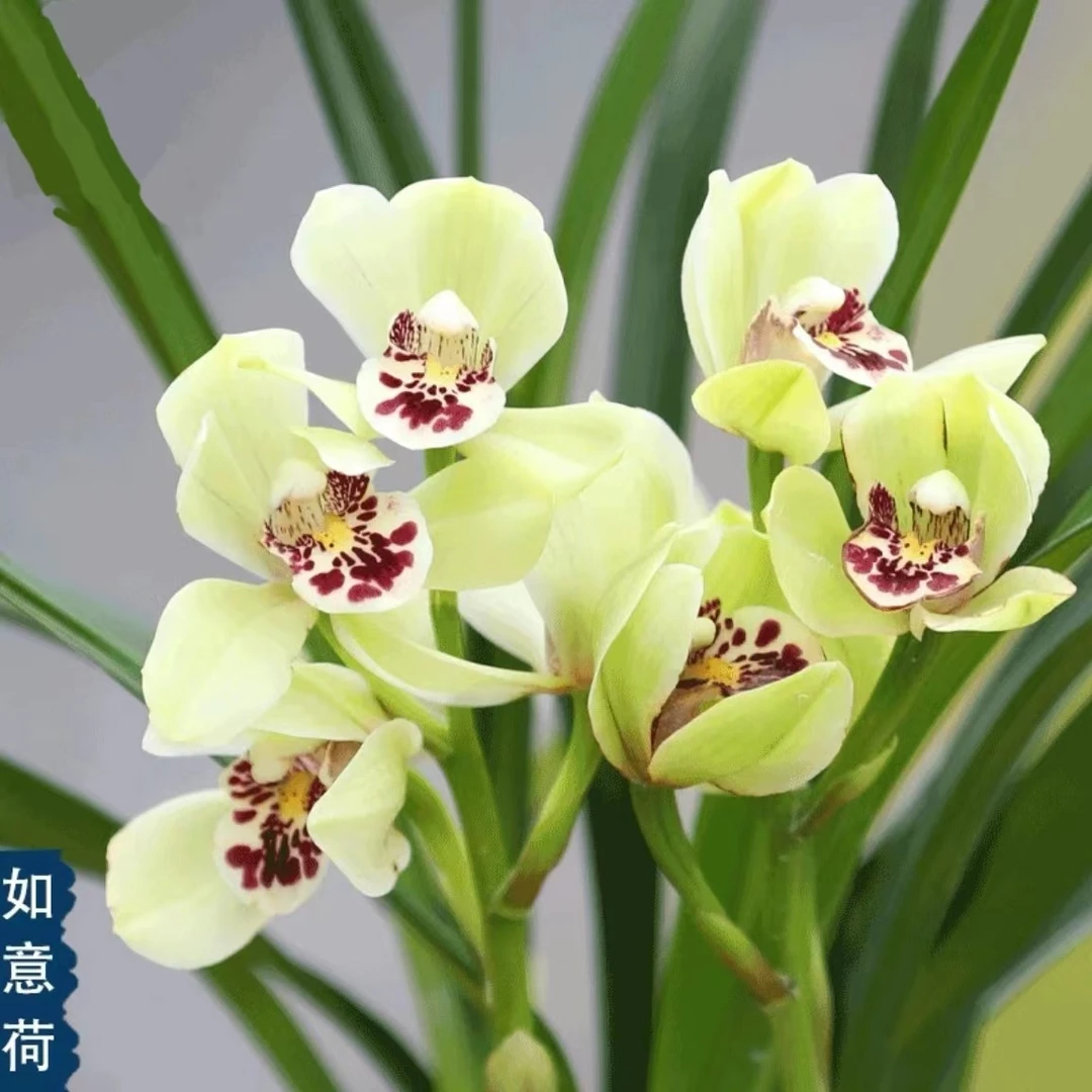 大花蕙兰如意荷苗室内阳台美观绿植