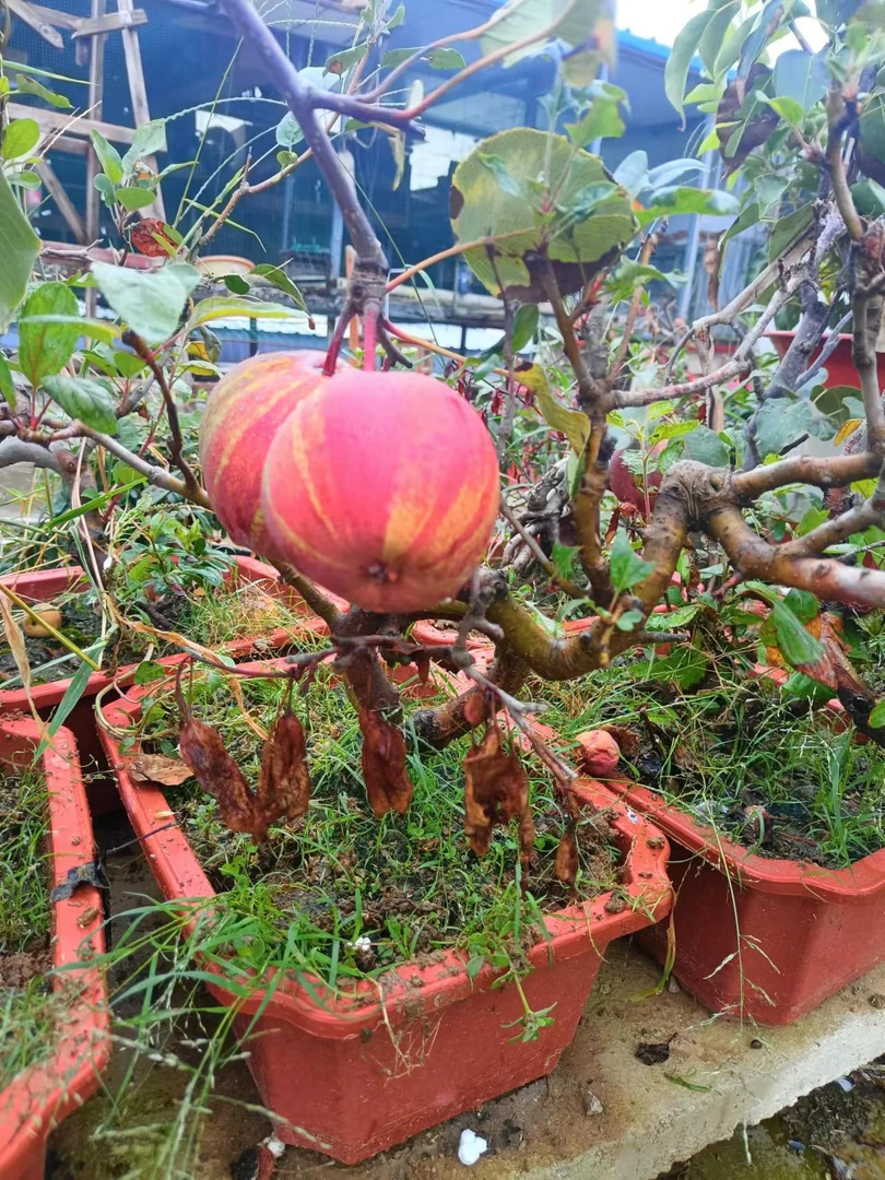 经营 盆景 花卉 老桩