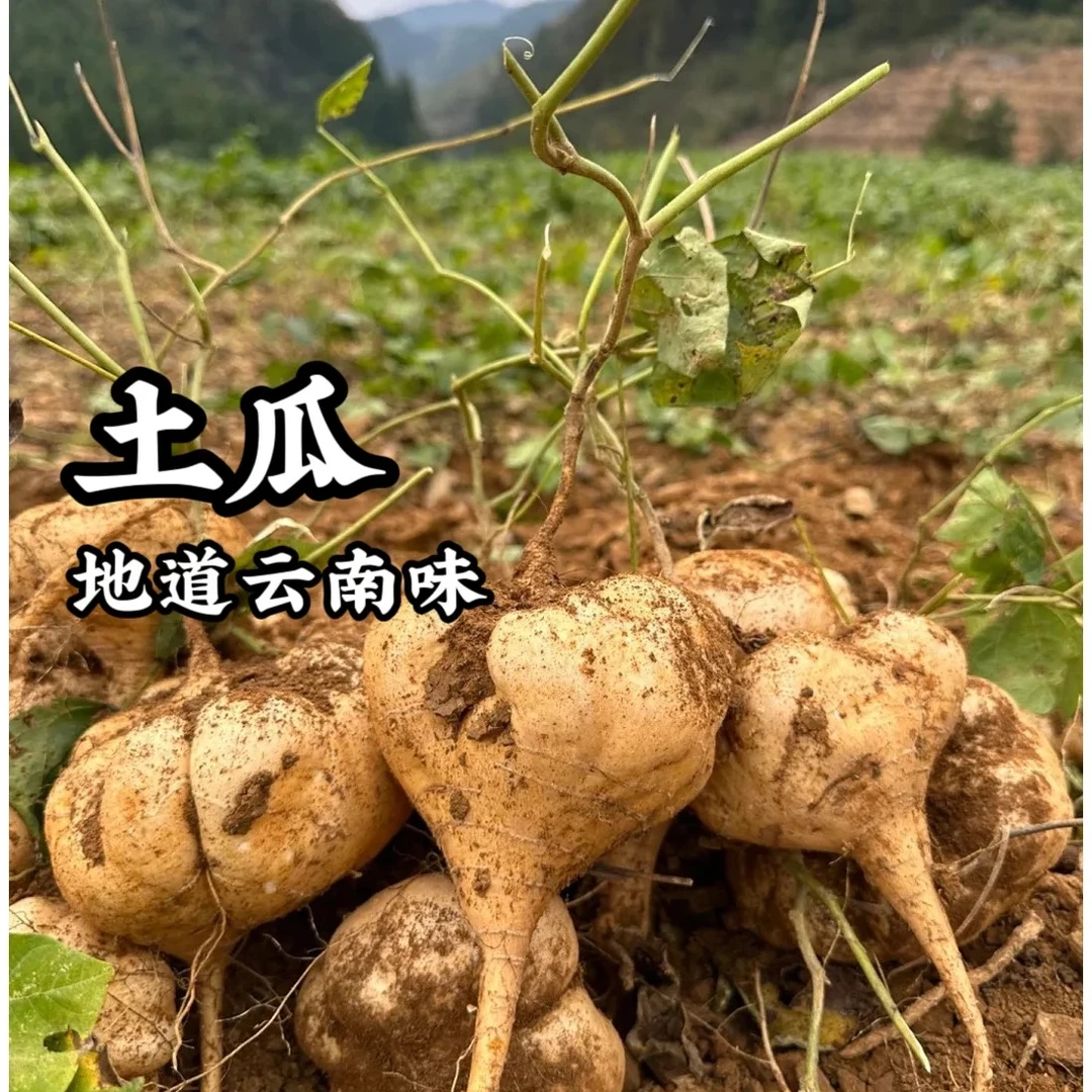 云南特产地瓜土瓜水汁多甜