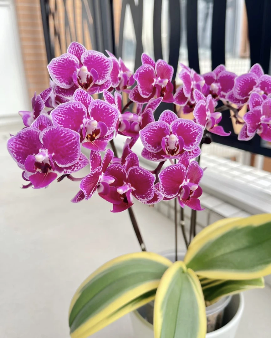 蝴蝶兰《金边蔓越莓》3.0寸杯 蝴蝶兰花苗