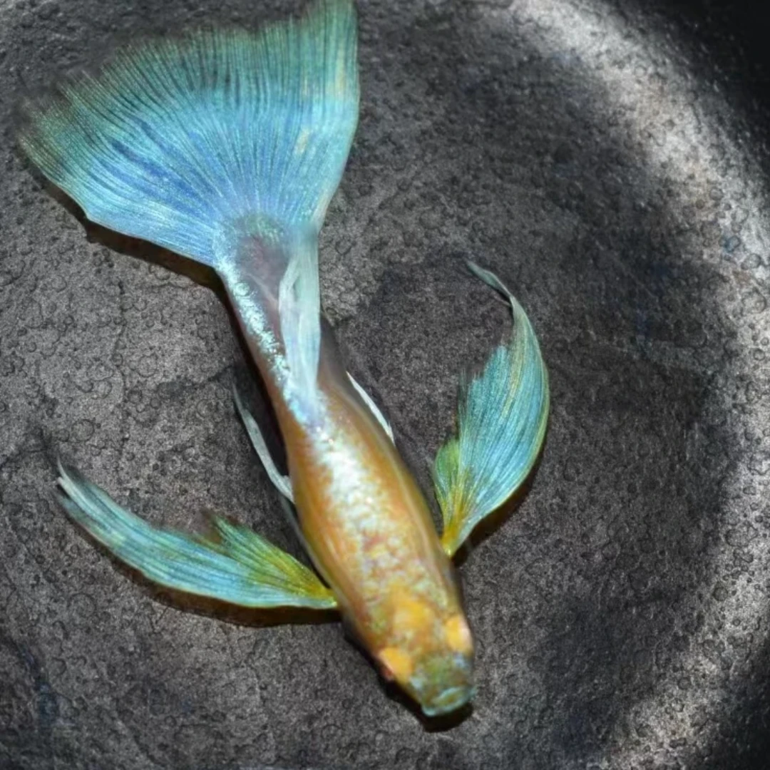 蓝白飞船孔雀鱼热带观赏鱼活体鱼