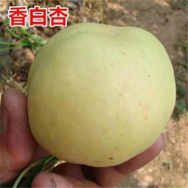 杏树苗特大帝王杏子树苗大果盆栽地栽耐寒耐旱南北方种植当年结果
