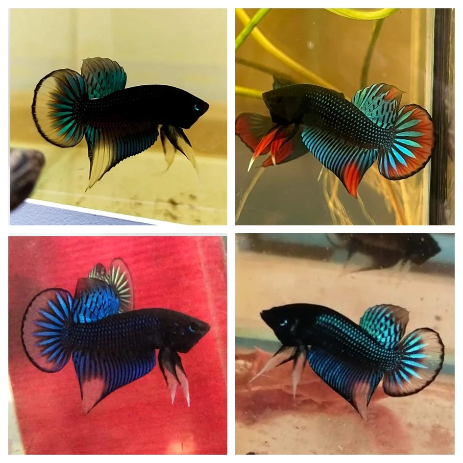 活体观赏鱼斗鱼代养链接C001-C100