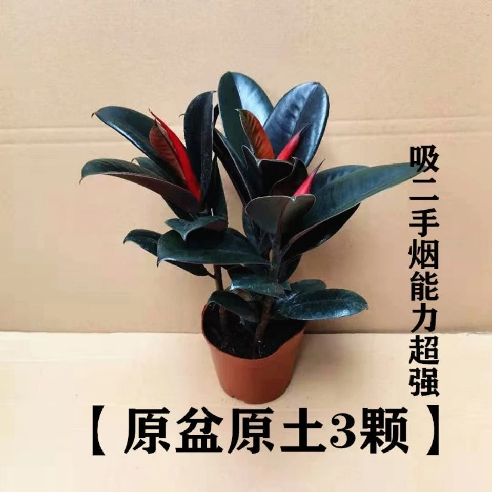 黑金刚橡皮树盆栽水培客厅四季常青绿色植物观叶盆栽花色象皮树