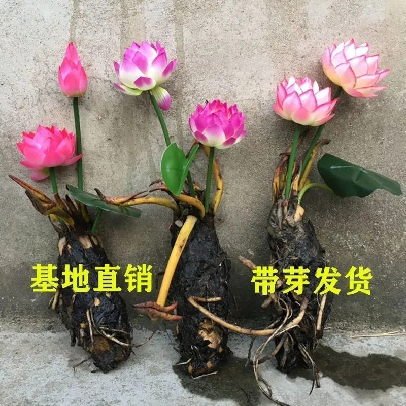 大睡莲带芽发货重瓣大花庭院阳台种植当年开花加肥料