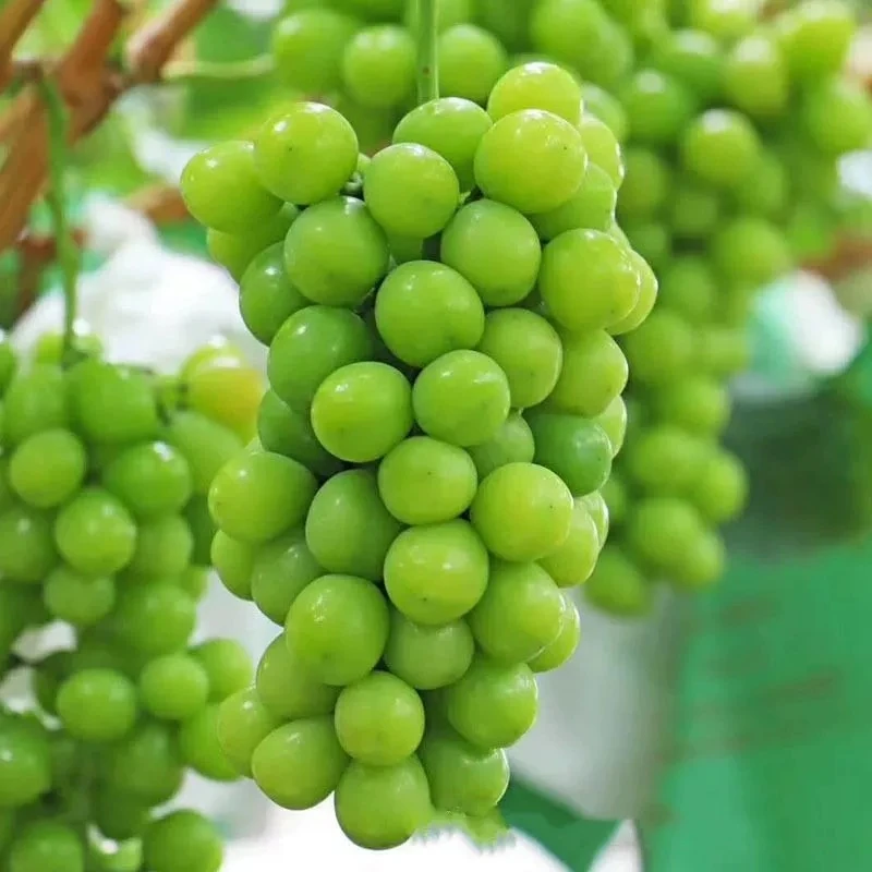 葡萄树苗嫁接当年结果地栽盆栽阳台庭院种植提子阳光玫瑰葡萄苗