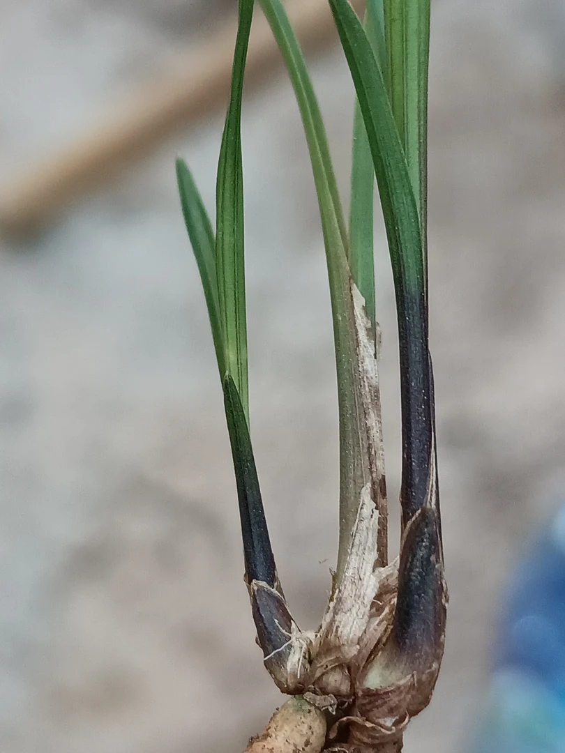 花卉盆景莲瓣黑夹壳