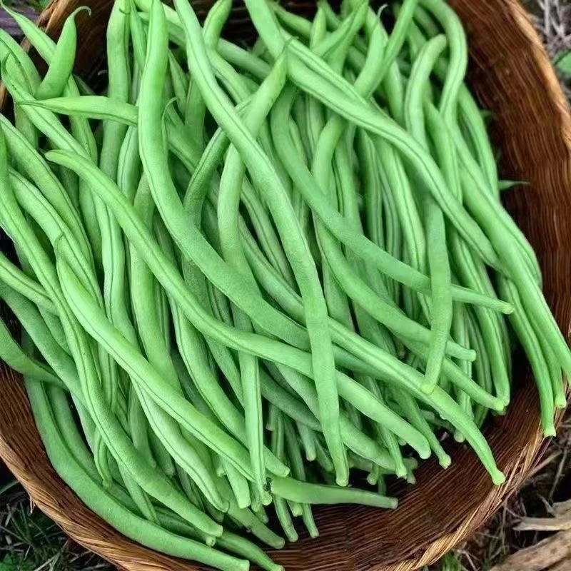 【新豆上市】新鲜无筋豆四季豆云南现摘应季蔬菜产地直发鲜嫩香甜